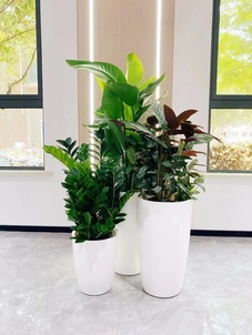 北仑盆景租赁，打造专属您的绿色艺术空间